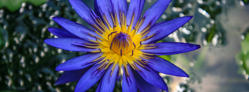 Blå Lotus - Olier, Tinktur, Te