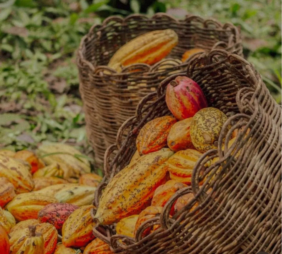 Ceremoniel Cacao - Mater Flora _ økologisk og biodynamisk