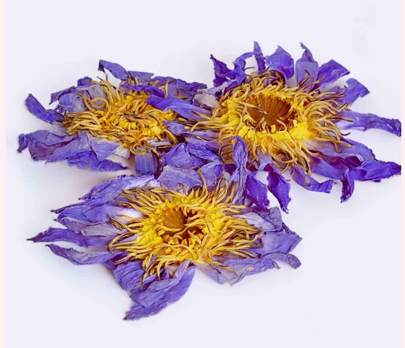 Blå Lotus Te økologisk lille pose